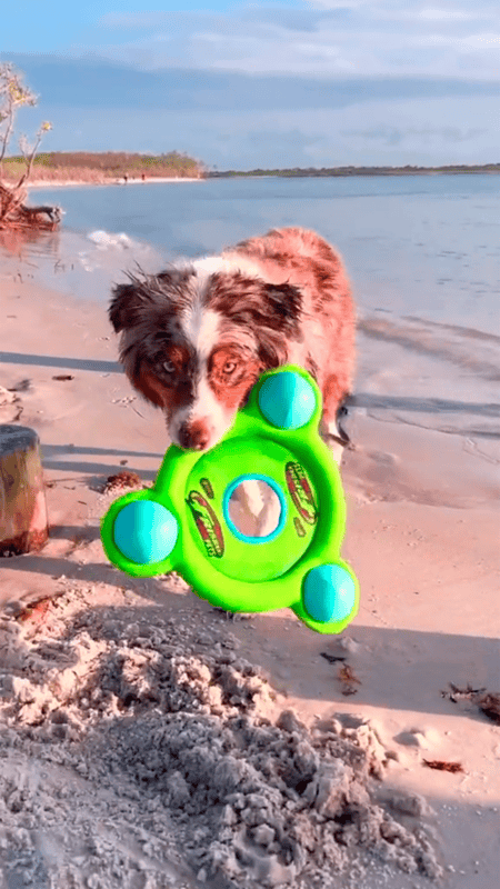 dog with toy on beach
