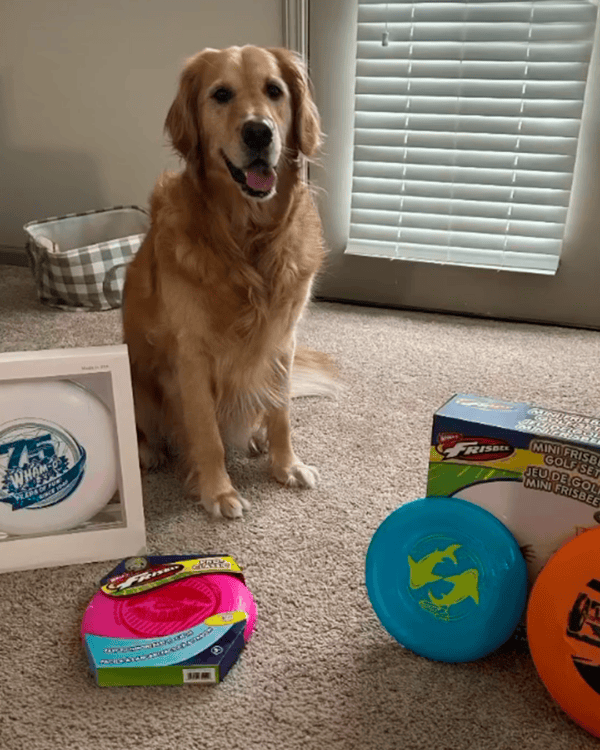 dog with toys