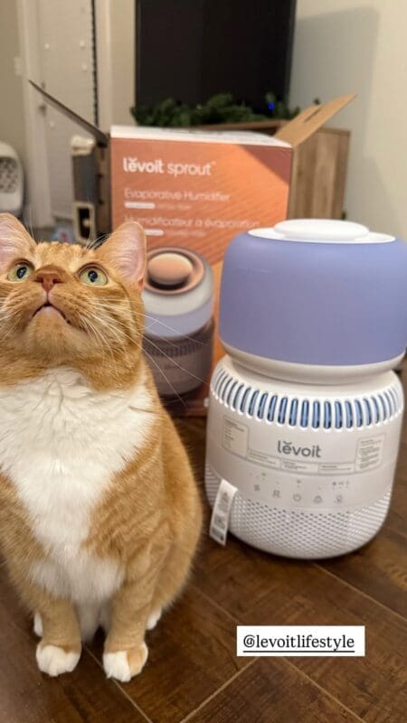 Cat and humidifier