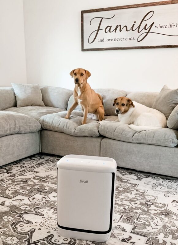 dogs and air purifier