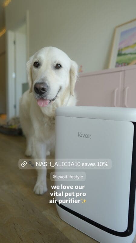 dog and air purifyer